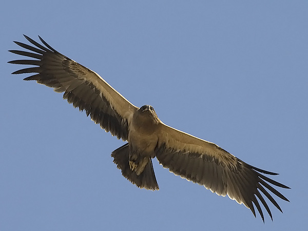 Kiljukotka, Greater Spotted Eagle, Clanga clanga